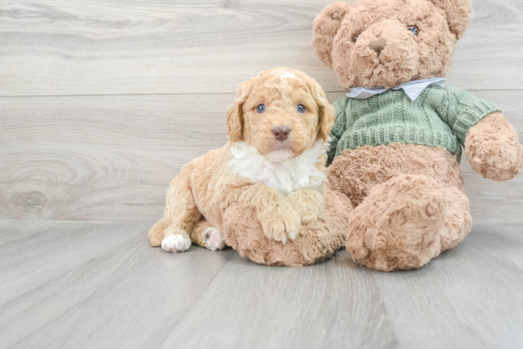 Mini Goldendoodle Puppy for Adoption