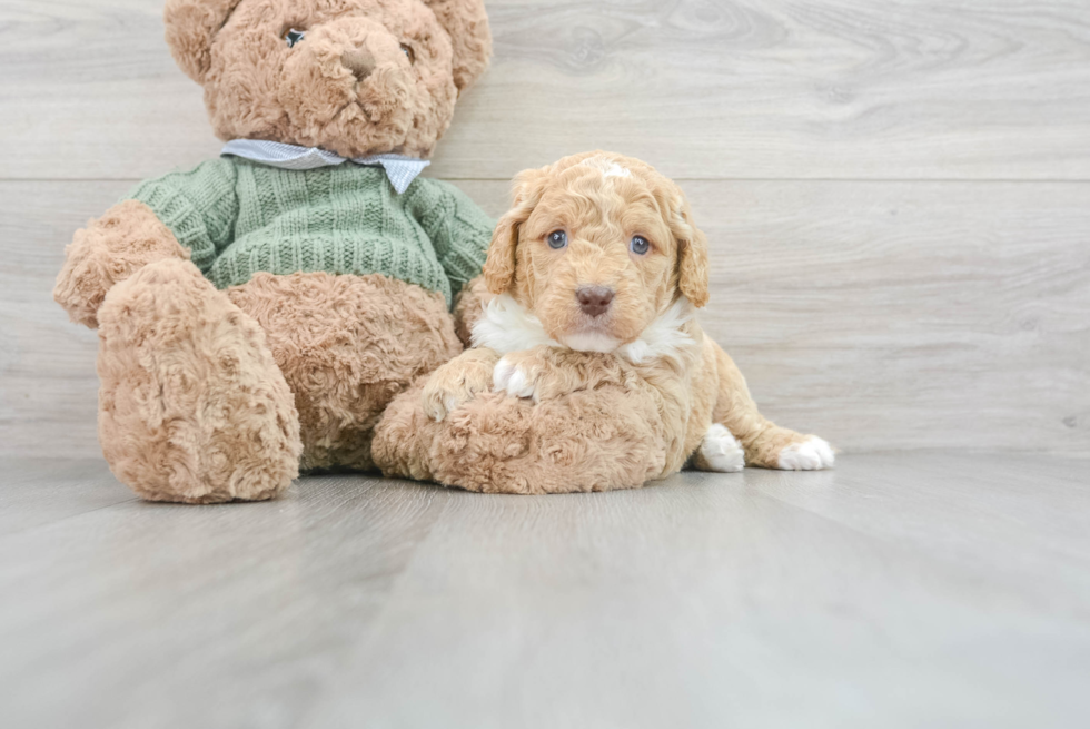 Mini Goldendoodle Puppy for Adoption