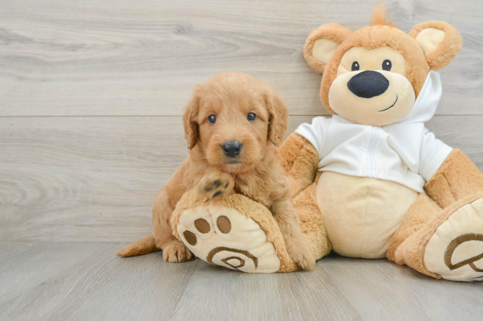 Mini Goldendoodle Pup Being Cute