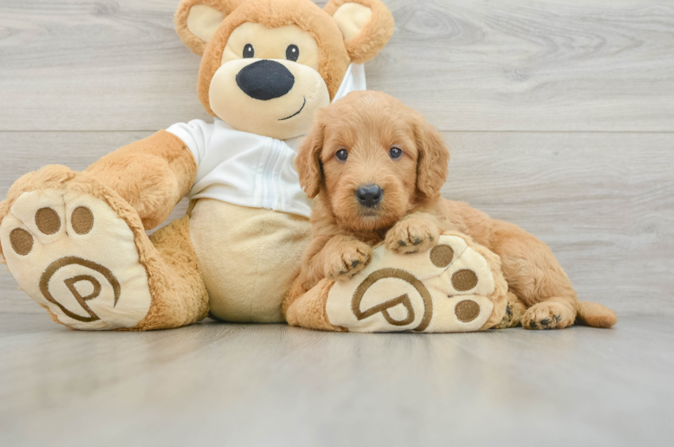 5 week old Mini Goldendoodle Puppy For Sale - Premier Pups