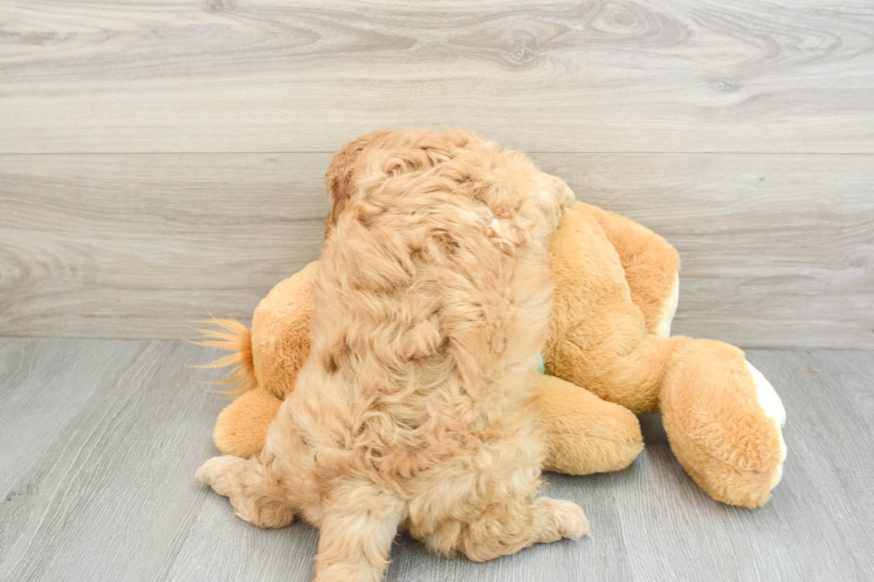 Playful Mini Groodle Poodle Mix Puppy