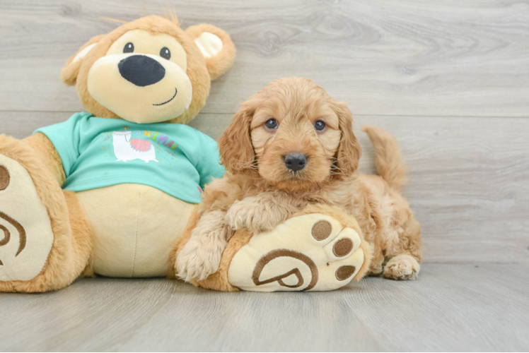 Small Mini Goldendoodle Baby