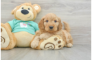 Small Mini Goldendoodle Baby