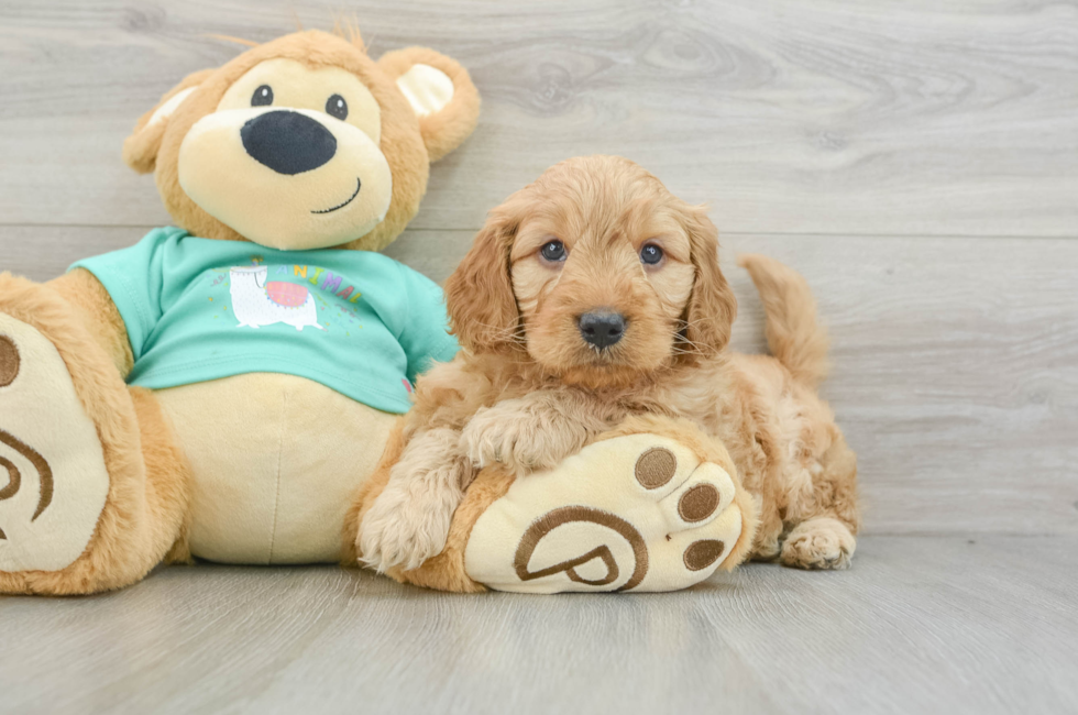 5 week old Mini Goldendoodle Puppy For Sale - Premier Pups