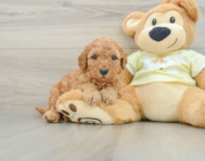 8 week old Mini Goldendoodle Puppy For Sale - Premier Pups