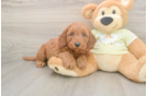 Mini Goldendoodle Pup Being Cute
