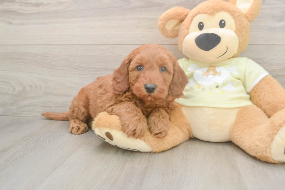 Mini Goldendoodle Pup Being Cute