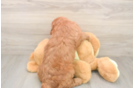 Hypoallergenic Mini Goldiepoo Poodle Mix Puppy