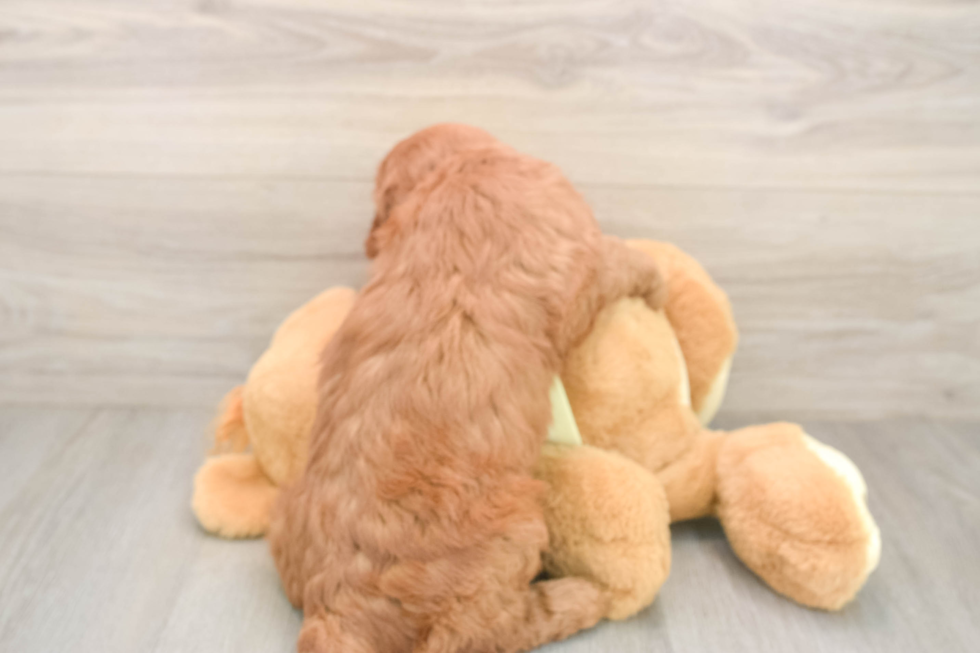 Hypoallergenic Mini Goldiepoo Poodle Mix Puppy