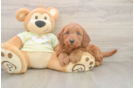Mini Goldendoodle Pup Being Cute