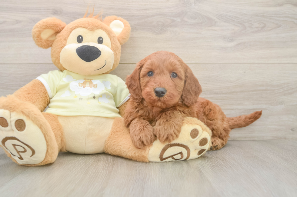7 week old Mini Goldendoodle Puppy For Sale - Premier Pups