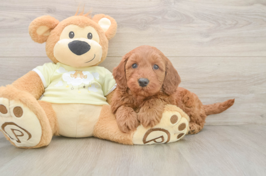 Mini Goldendoodle Pup Being Cute