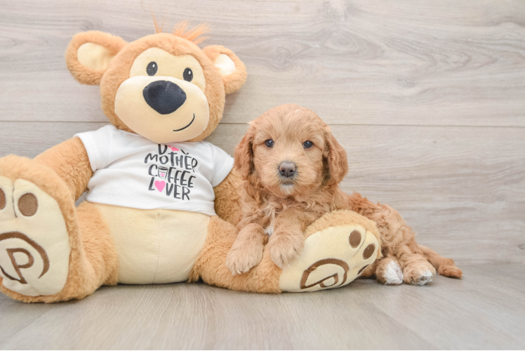 Best Mini Goldendoodle Baby