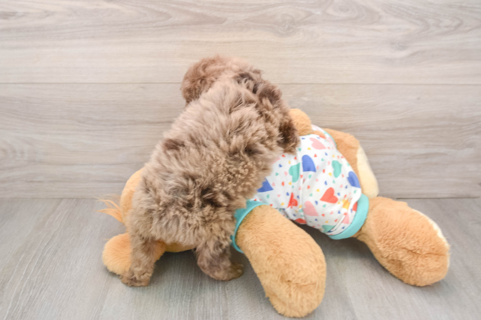 Funny Mini Goldendoodle Poodle Mix Pup