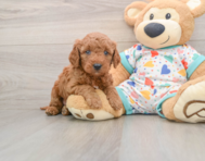 7 week old Mini Goldendoodle Puppy For Sale - Premier Pups
