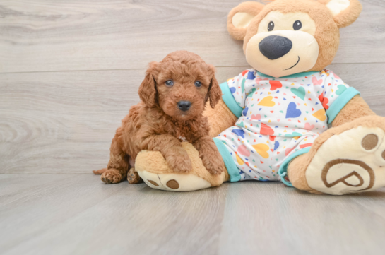Happy Mini Goldendoodle Baby