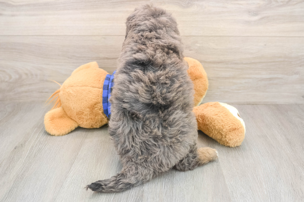 Funny Mini Goldendoodle Poodle Mix Pup