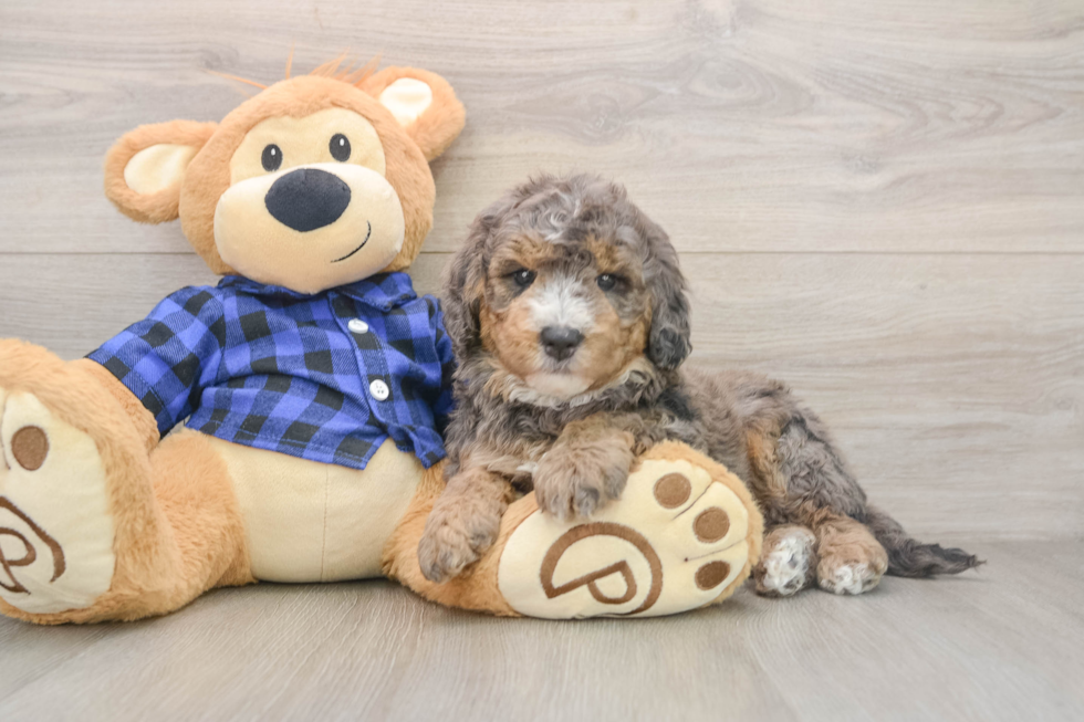 Mini Goldendoodle Puppy for Adoption