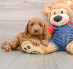 7 week old Mini Goldendoodle Puppy For Sale - Premier Pups