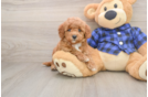 Hypoallergenic Mini Goldiepoo Poodle Mix Puppy