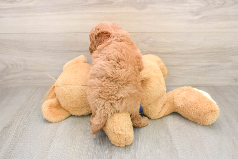Mini Goldendoodle Pup Being Cute