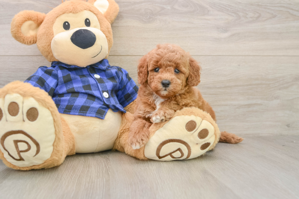 Mini Goldendoodle Puppy for Adoption