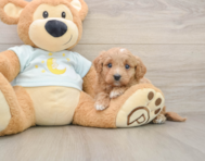 7 week old Mini Goldendoodle Puppy For Sale - Premier Pups