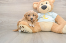 Happy Mini Goldendoodle Baby