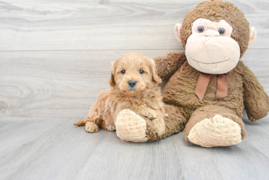 Playful Golden Retriever Poodle Mix Puppy