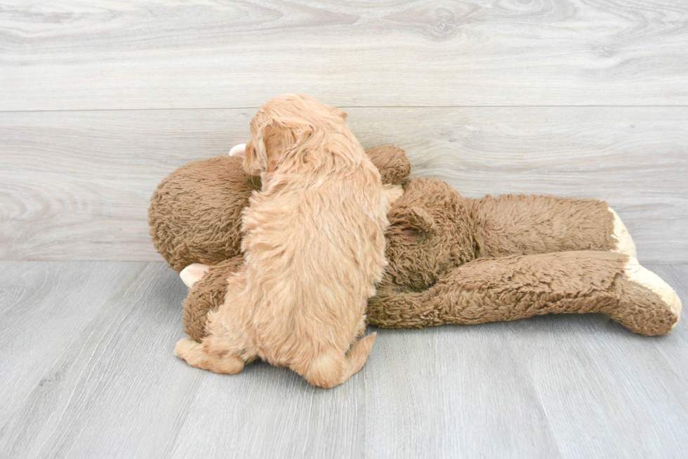 Best Mini Goldendoodle Baby