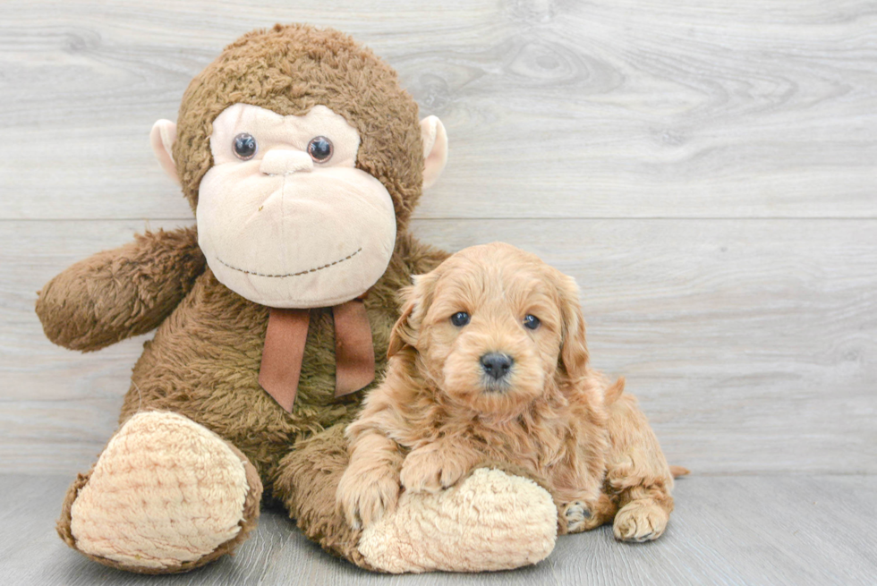 Friendly Mini Goldendoodle Baby