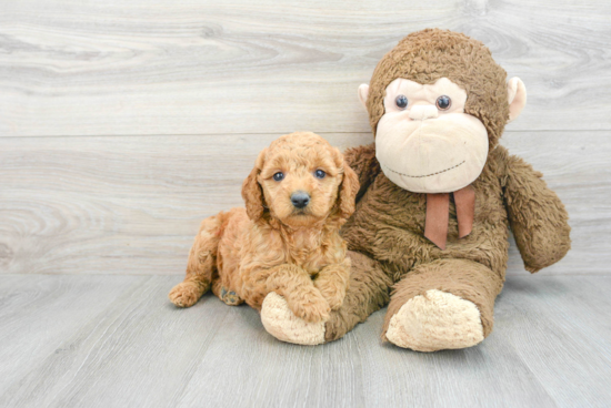 Mini Goldendoodle Pup Being Cute