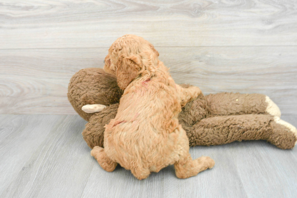 Mini Goldendoodle Pup Being Cute