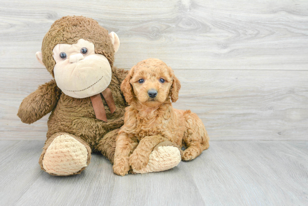 Little Golden Retriever Poodle Mix Puppy