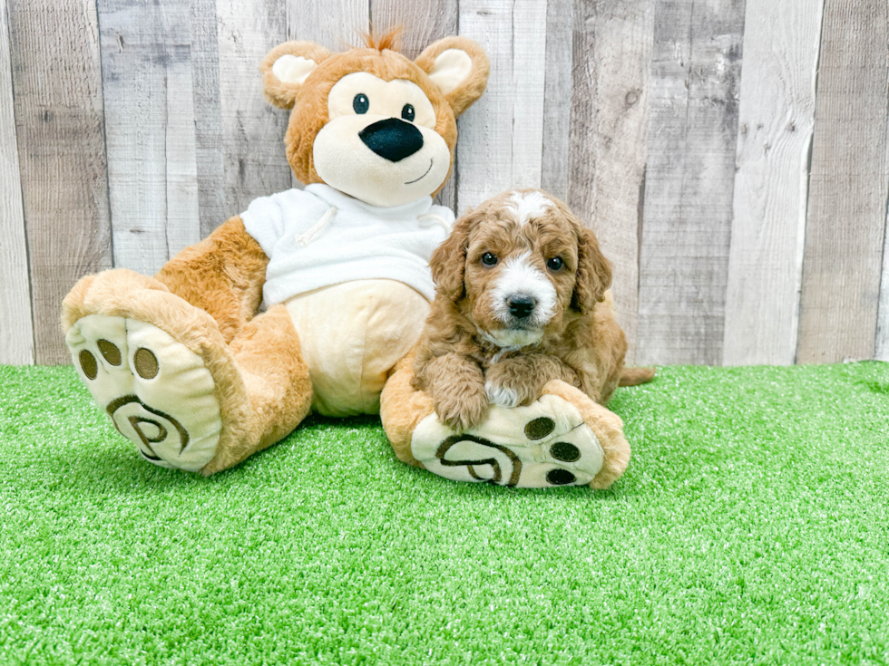 Funny Mini Goldendoodle Poodle Mix Pup