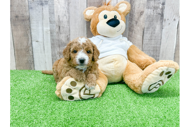 Mini Goldendoodle Pup Being Cute