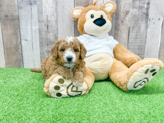 Mini Goldendoodle Pup Being Cute