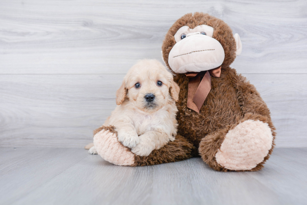 Little Golden Retriever Poodle Mix Puppy