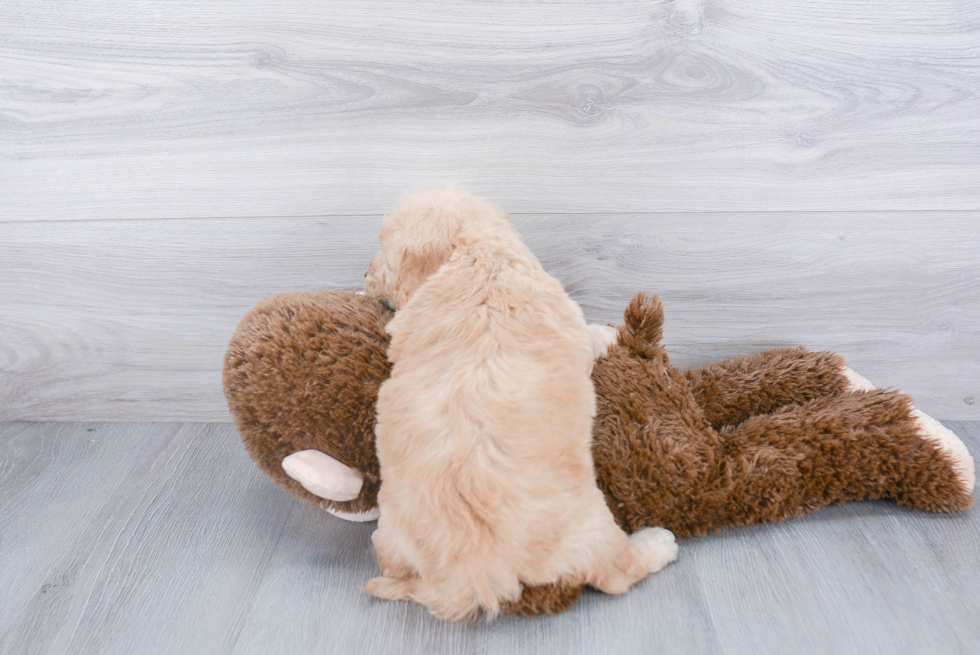 Mini Goldendoodle Pup Being Cute