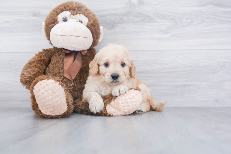 Friendly Mini Goldendoodle Baby