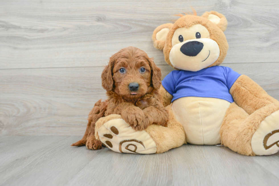 Best Mini Goldendoodle Baby