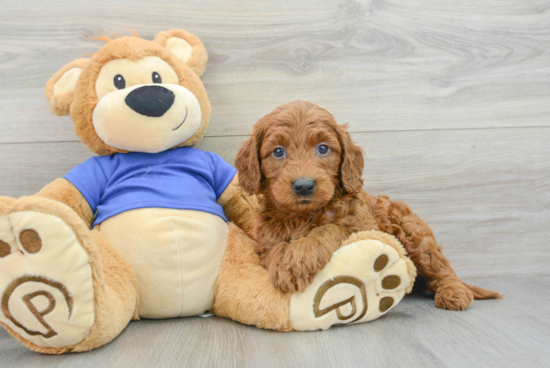 Funny Mini Goldendoodle Poodle Mix Pup