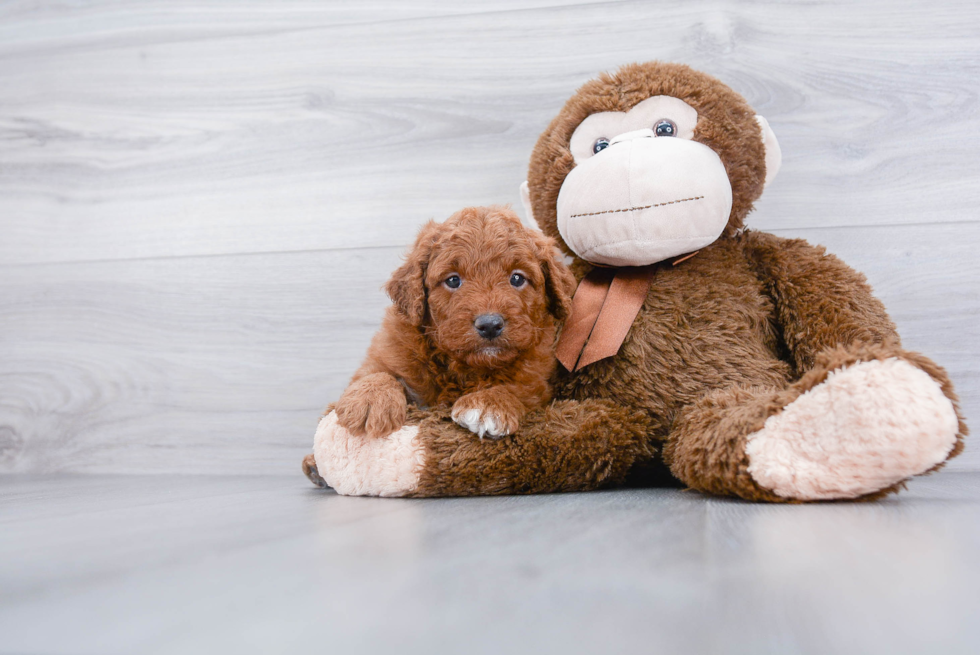 Smart Mini Goldendoodle Poodle Mix Pup