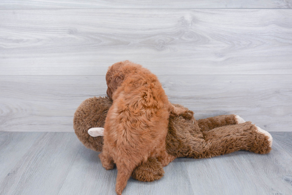 Fluffy Mini Goldendoodle Poodle Mix Pup