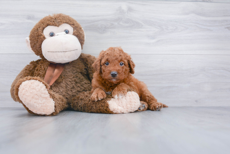 Mini Goldendoodle Puppy for Adoption