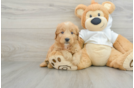 Mini Goldendoodle Puppy for Adoption