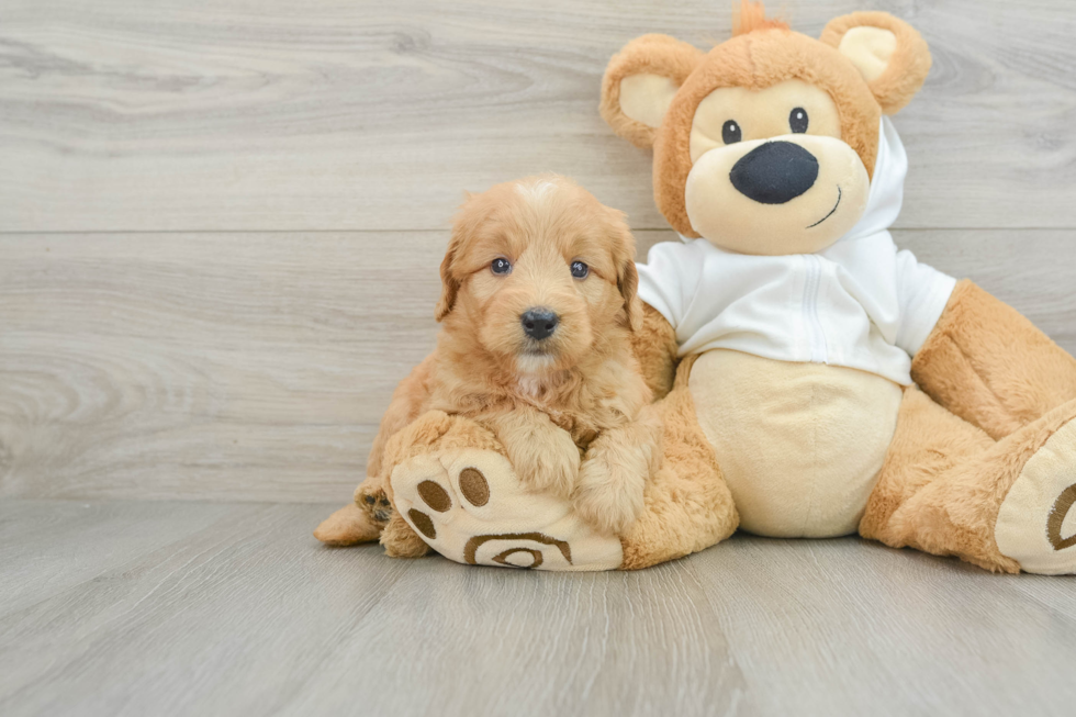 Mini Goldendoodle Puppy for Adoption