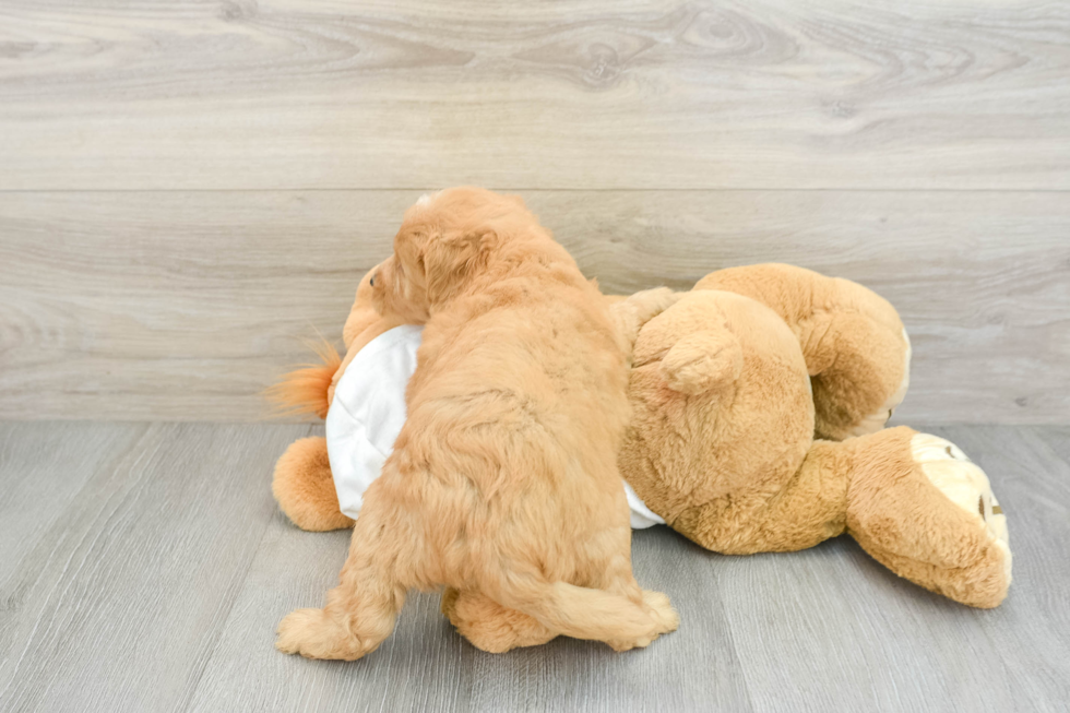 Adorable Golden Retriever Poodle Mix Poodle Mix Puppy