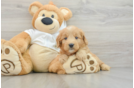 Mini Goldendoodle Puppy for Adoption