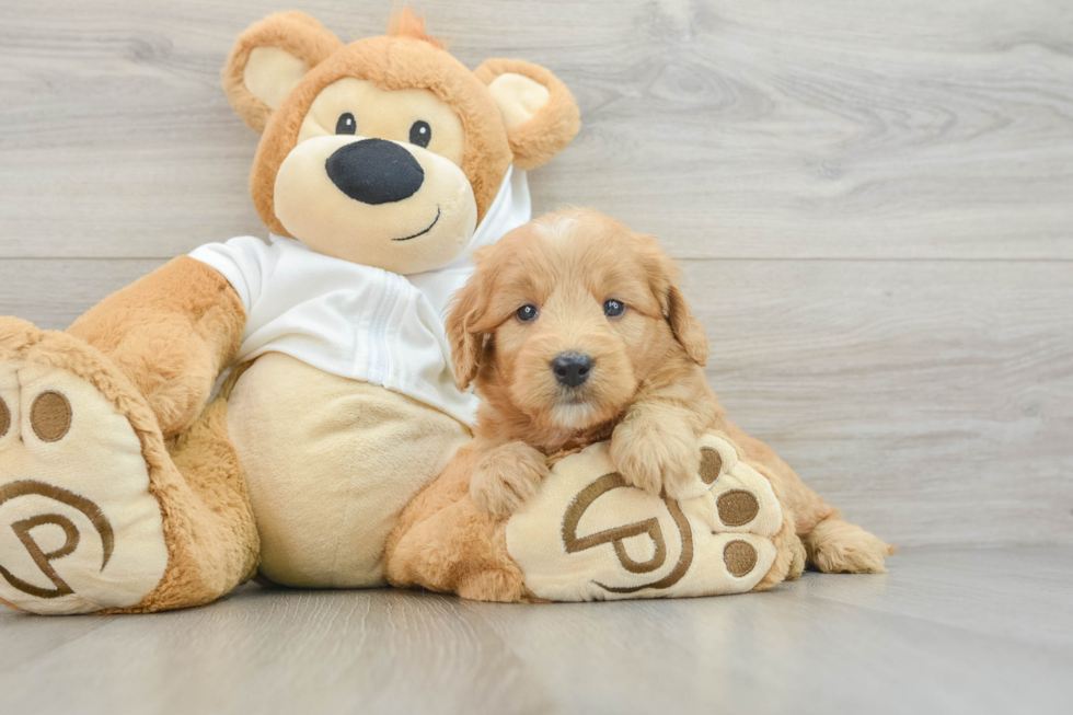 Mini Goldendoodle Puppy for Adoption